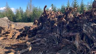 Crambo shredder mixed wood for shredding<br />
